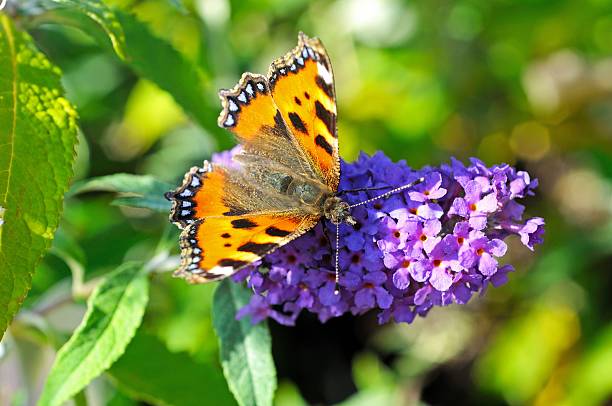 Small Tortoiseshell butterfly sitting on a Buddleja flower.