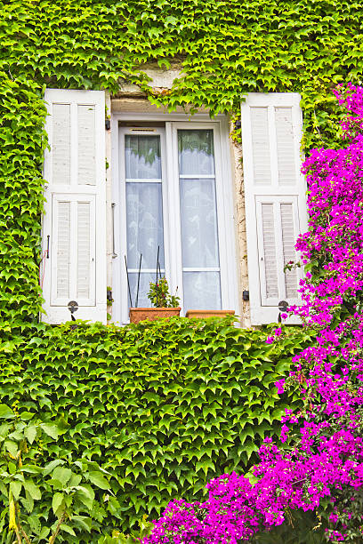 istock Window full of flowers and leafs 525371363