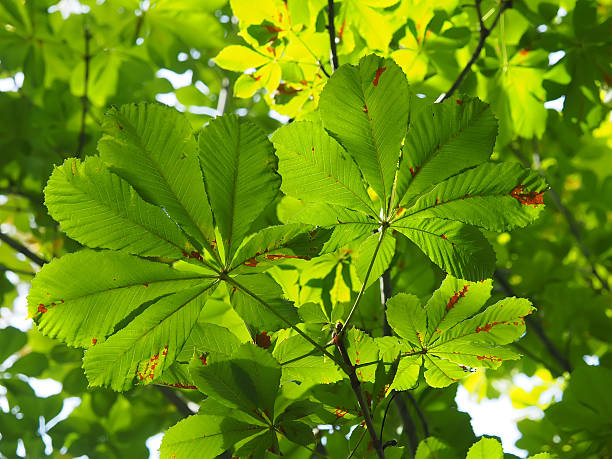 istock chestnut leaves in the forest 525378483