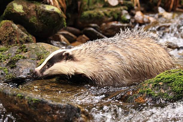 istock European badger, lat. Meles meles, bathing 525378757
