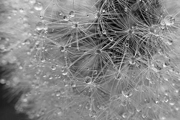 istock Black and White Dandelion Macro with Water Drops 525379235