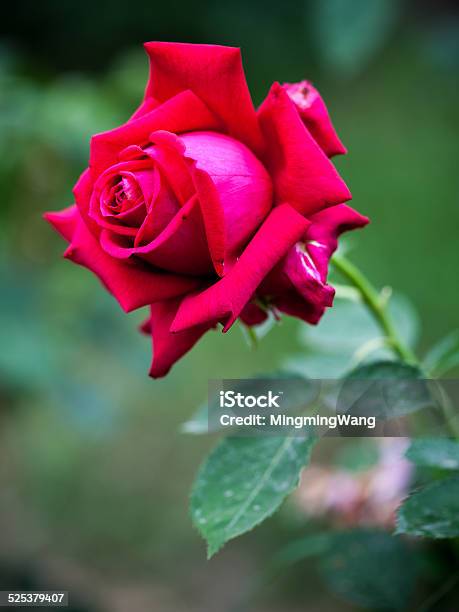 Flower Close Up Red Chinese Rose Blossom Isolated Beijing China Stock Photo - Download Image Now