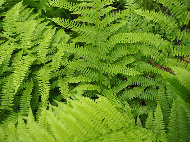istock fern leaves in the forest 525379535