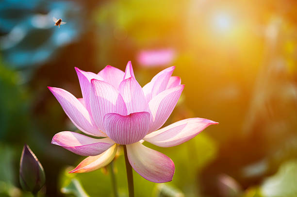 istock lotus flower blossom 525379571