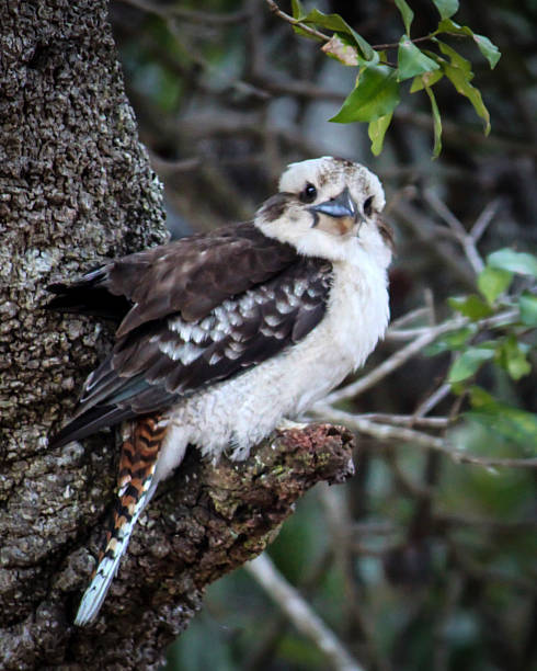 130+ Fotos, Bilder und lizenzfreie Bilder zu Myall Lakes Nationalpark