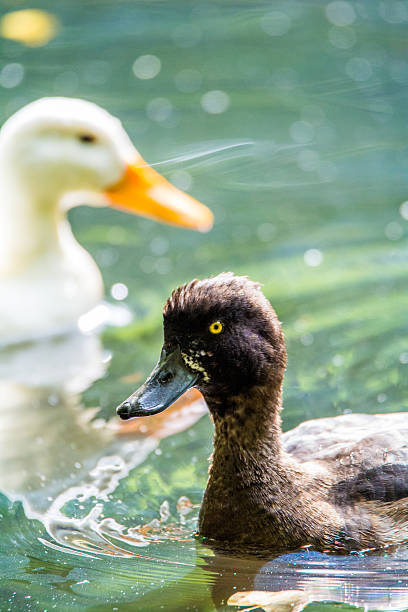 ying und yang - mehrere tiere fotografías e imágenes de stock