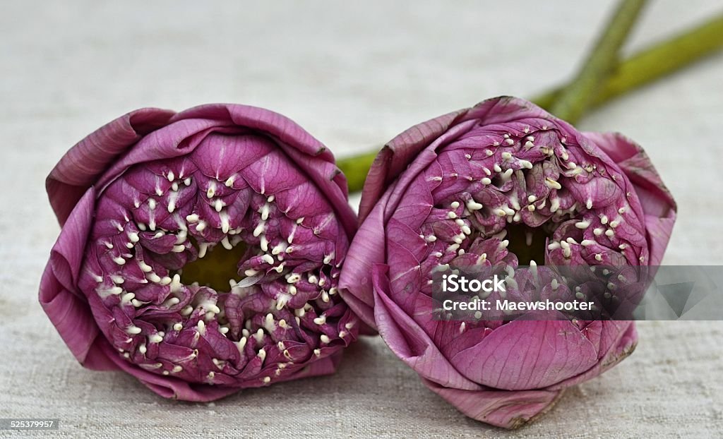 purple lotus purple lotus on table cotton Agricultural Field Stock Photo