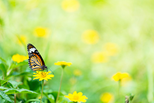 A macro image of a butterfly pollinating yellow flowers.