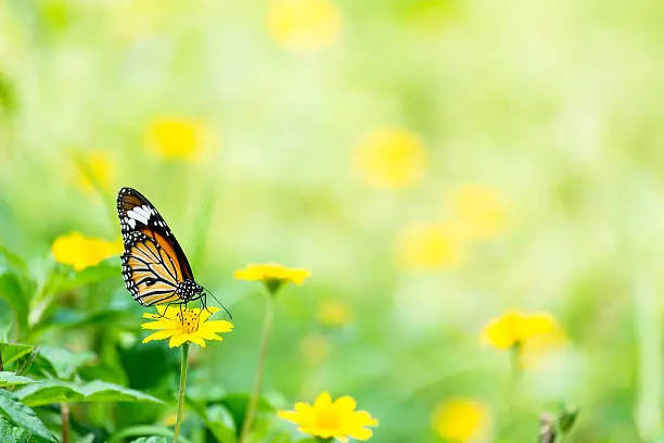 Photo of Monarch Butterfly