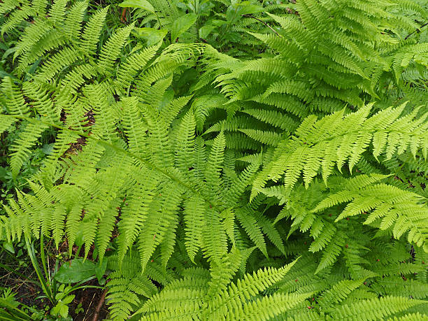 istock fern leaves in the forest 525380923