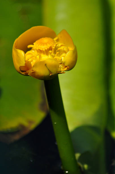 istock Yellow water lily, a very rare flower from Danube delta 525381379
