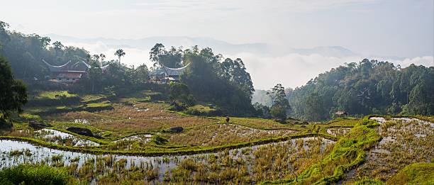 istock Traditional village, Tana Toraja 525381473