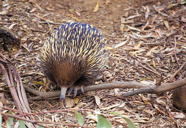 istock Portrait of Echidna looking down 525381847
