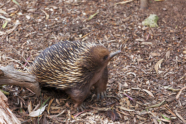 istock Portrait of Echidna looking up 525381849