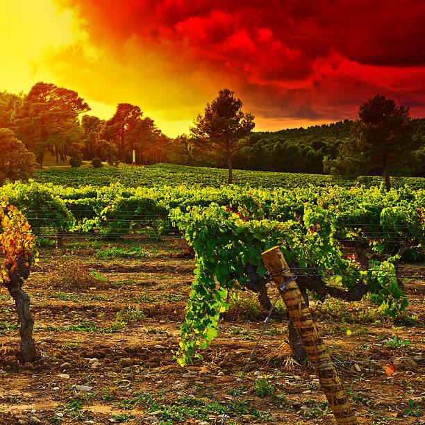 Ripe Black Grapes in the Autumn in France, Sunset
