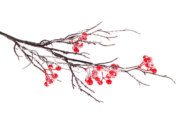 Christmas decorative snow branch with holly berry