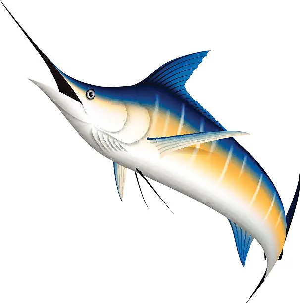 Vector illustration of Realistic blue Marlin fish