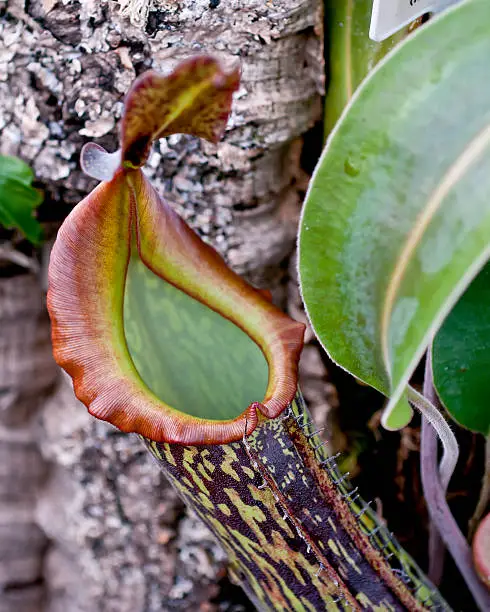Nepenthes rajah, the huge carnivorous pitcher plant from Mt Kinabalu, Sabah.  Detail of the mouth of the pitcher.
