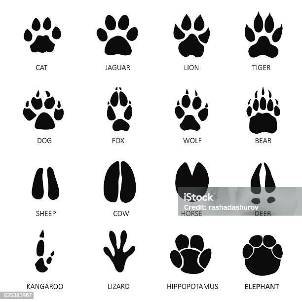 Animals Footprints Stok Vektör Sanatı & Kaplan‘nin Daha Fazla Görseli - Kaplan, Pati, Ayak izi