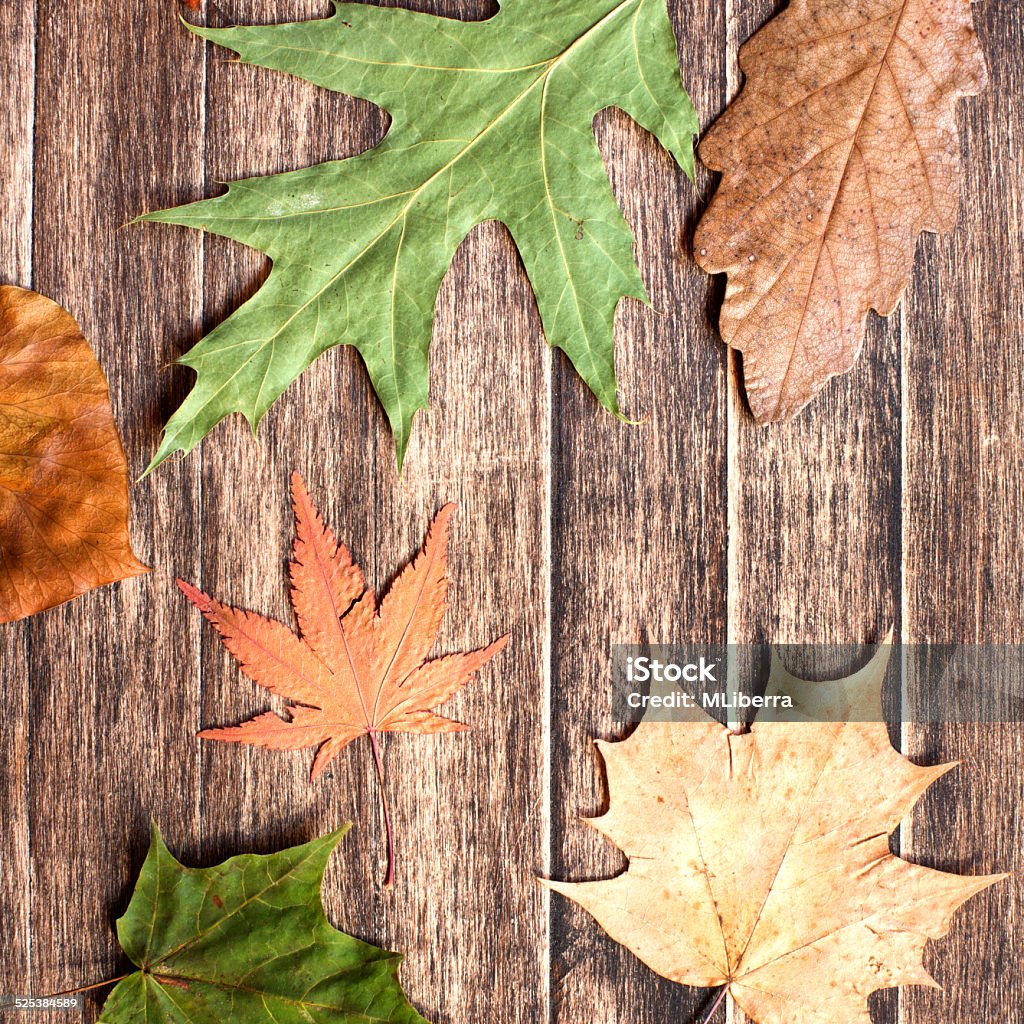 Autumn Leaves Colorful Background Autumn Leaves Colorful Background Square. Autumn Stock Photo