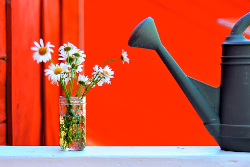 White daises and a watering can on an white bench with bright red background