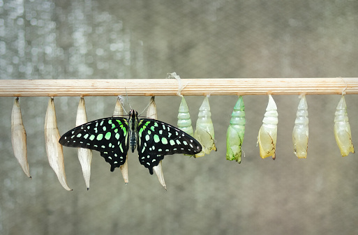 newly hatched butterfly resting