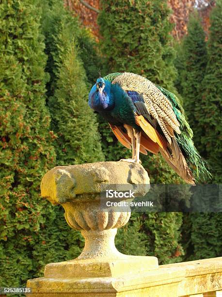 Peacock In The Castle Garden Stock Photo - Download Image Now - Animal, Animal Body Part, Animal Head