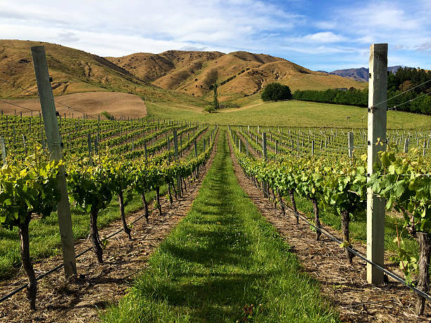 istock Vineyard in Marlborough, New Zealand 525385609