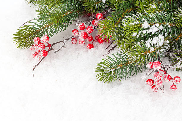 istock Christmas fir tree branch with holly berry 525386013