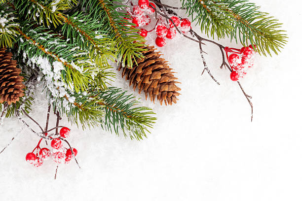 istock Christmas fir tree branch with holly berry 525386015