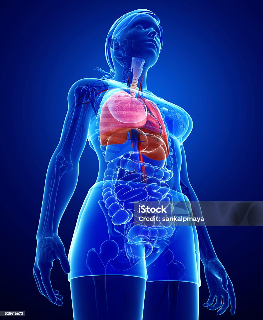 Feminino pulmões anatomia - Foto de stock de Abdome royalty-free