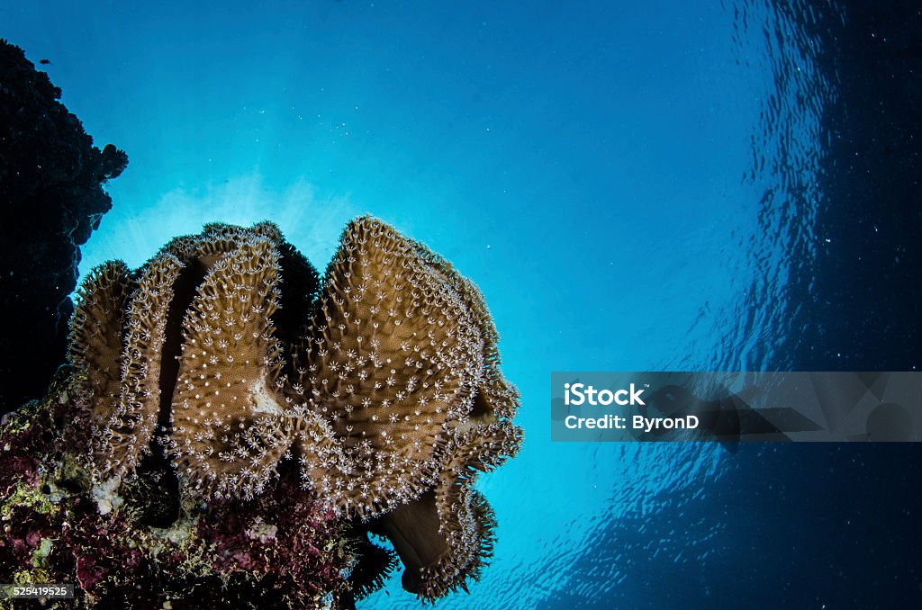 Snorkelling Red Sea Coral A tourist snorkelling above a soft coral in the warm, clear waters of the Red Sea. Beauty In Nature Stock Photo