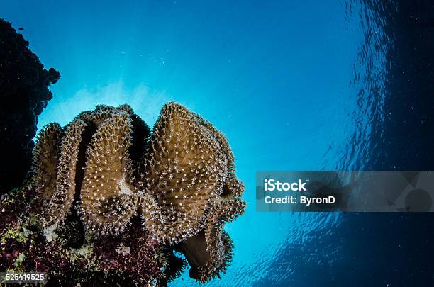 Snorkelling Red Sea Coral Stock Photo - Download Image Now - Beauty In Nature, Coral - Cnidarian, Coral Colored