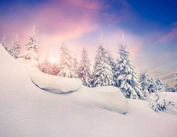 istock Fairy-tales snowfall in winter forest. 525420849