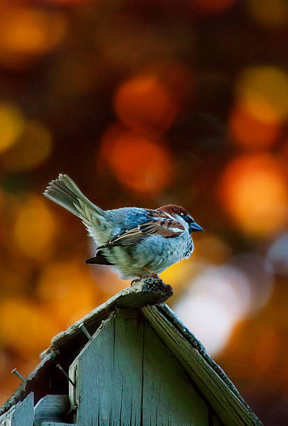 Little birds at the bird house pecking seeds on a cold winter day