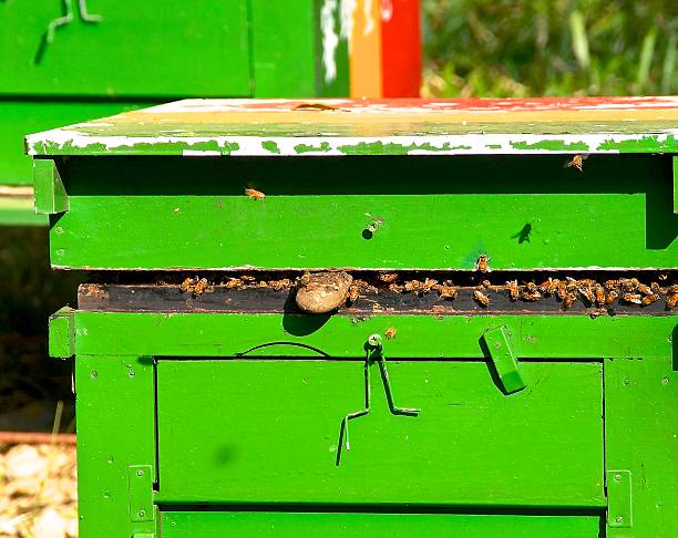 istock Closeup view of honey bees 525421173