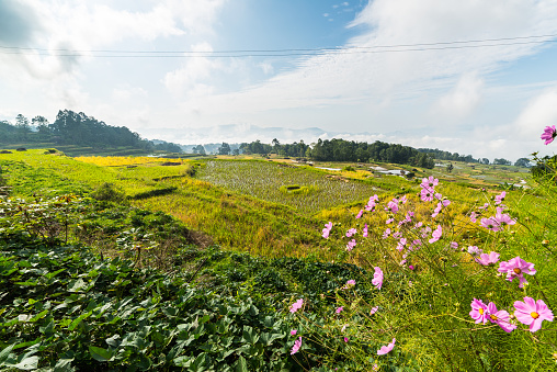 Stunning landscape of rice fields on the mountains of Batutumonga, Tana Toraja, South Sulawesi, Indonesia. Panoramic view from above with soft early morning sunlight and vivid colors.