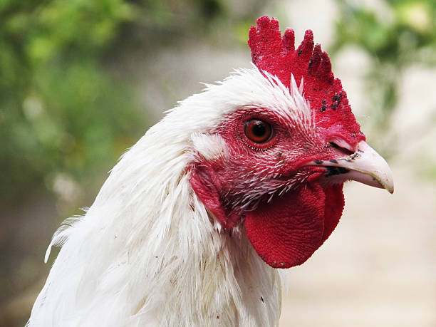 istock Sick Rooster close up photo 525421393