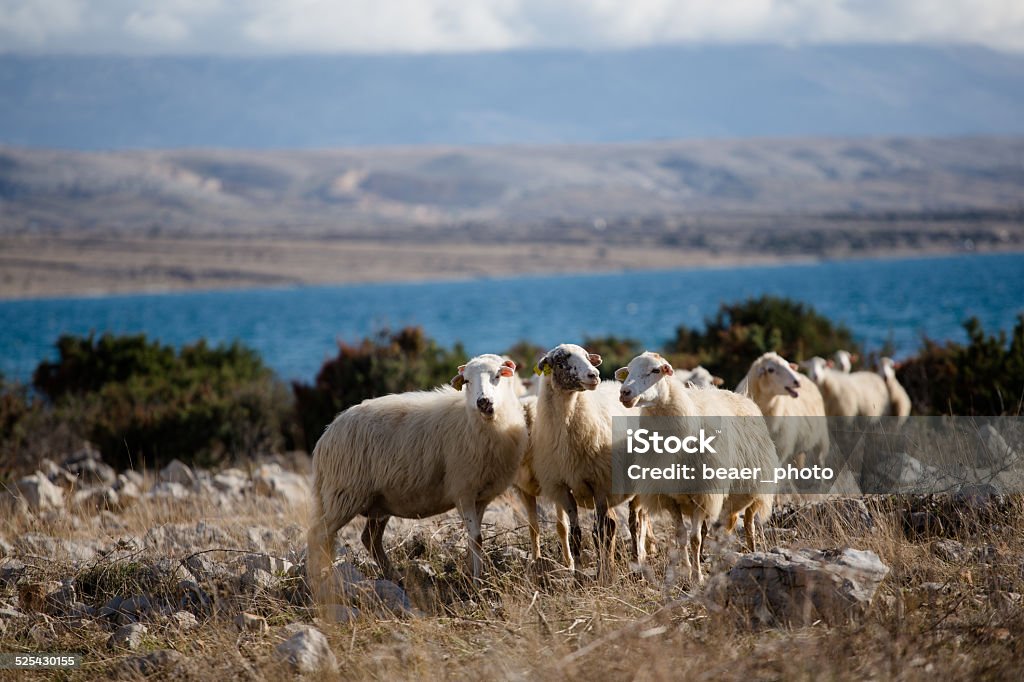 Sheeps on the island Pag Sheeps on island Pag, organic and responsible farming, Free range. Island Stock Photo