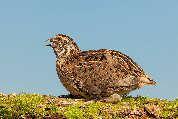 common quail (coturnix coturn.) coq dans la nature sauvage - moss side photos et images de collection