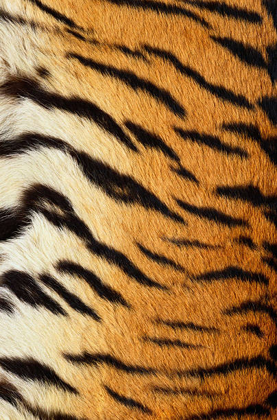 istock Close-up of tiger skin 525431833