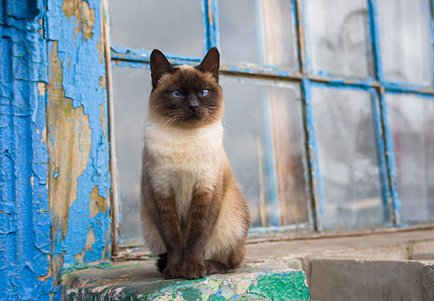 Elegantes gato siamés - foto de stock