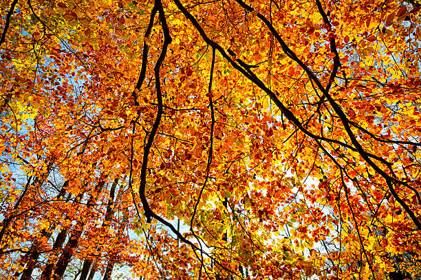 Looking up at vibrant trees in an autumn forest