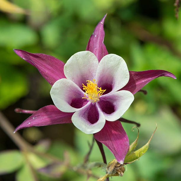 istock Aquilegia flower 525432997