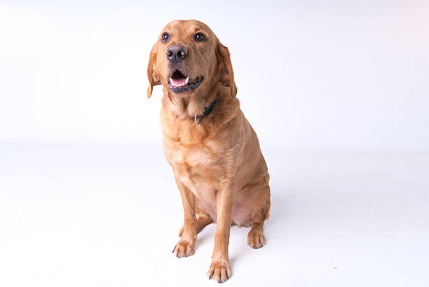 istock Red/Yellow Labrador Retriever Sat up on White 525433875