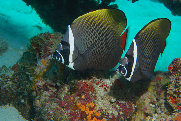 col blanc des maldives poisson-papillon paire sur le récif de corail - poisson papillon à collier blanc photos photos et images de collection