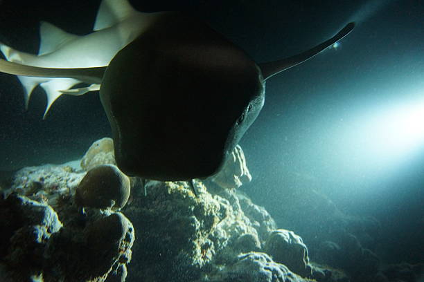 istock Tawny Nurse Shark on Maldives reef 525434347
