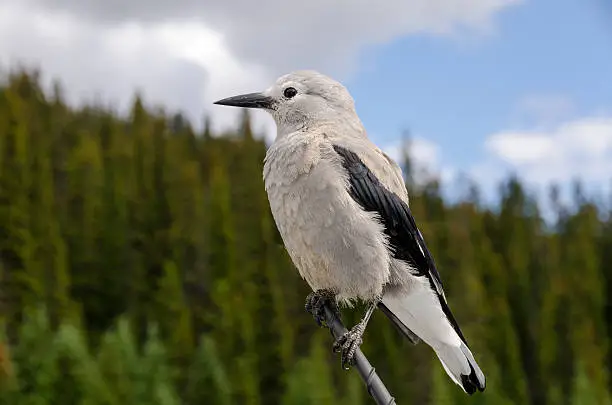 Photo of Clark's nutcracker