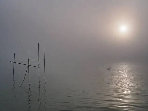 A swan  in the morningmist in the river "Maas" near Rotterdam, 3 october  2014