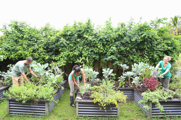 people taking care of plants in community garden - müşterek bahçe stok fotoğraflar ve resimler